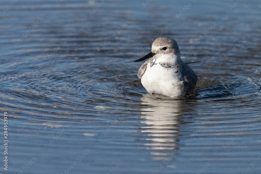Wrybill Endemic Shorebird of New Zealand Wrybill Endemic Shorebird of New Zealand