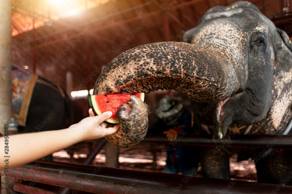 Elephants use trunk to pick up watermelons from the hands of tourists. Elephants use trunk to pick up watermelons from the hands of tourists.
