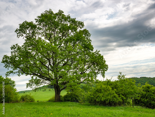 Old massive oak tree(Quercus robur) in spring, on the edge of a meadow.