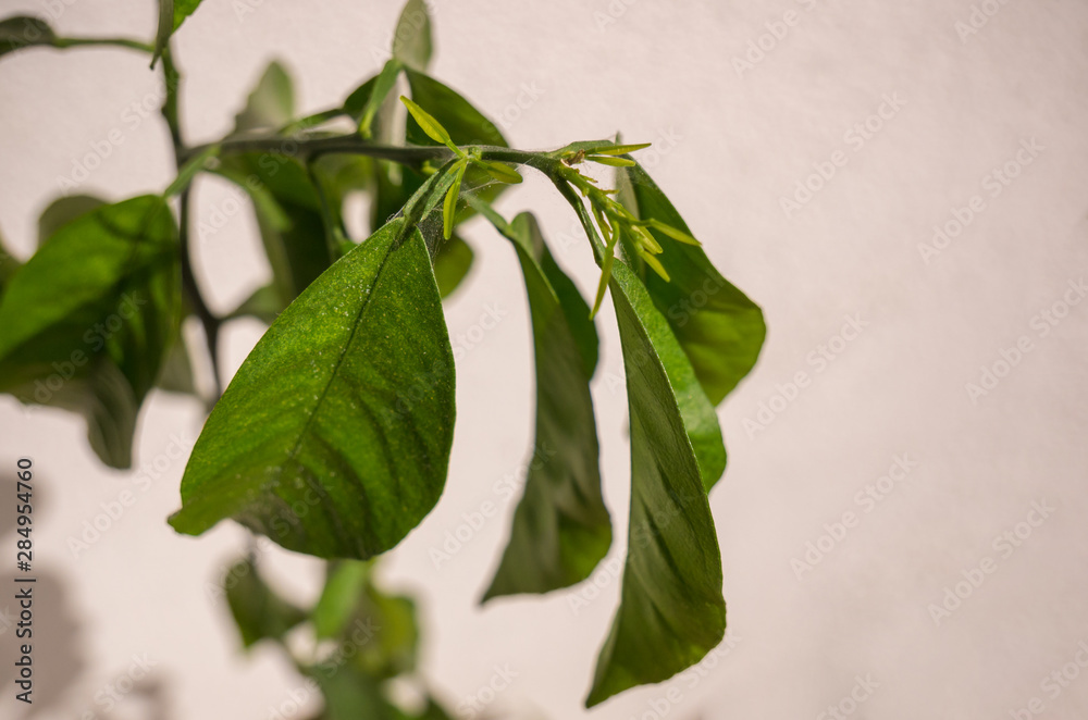 Plant infested by Red Spider Mite Plant infested by Red Spider Mite