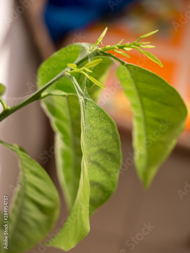 Plant infested by Red Spider Mite