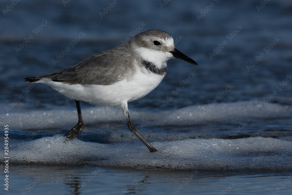 Wrybill Endemic Shorebird of New Zealand Wrybill Endemic Shorebird of New Zealand