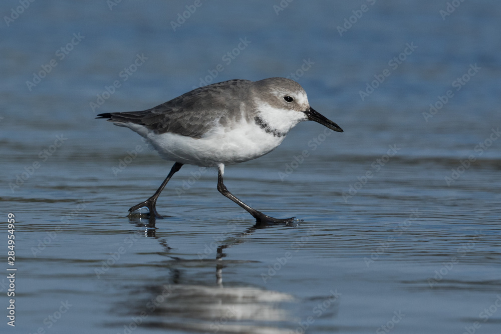 Wrybill Endemic Shorebird of New Zealand Wrybill Endemic Shorebird of New Zealand