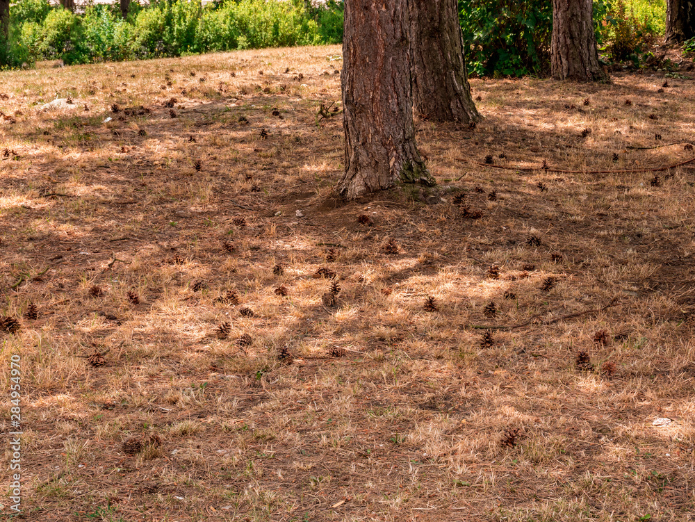 Pine cones on a dry forest meadow Pine cones on a dry forest meadow