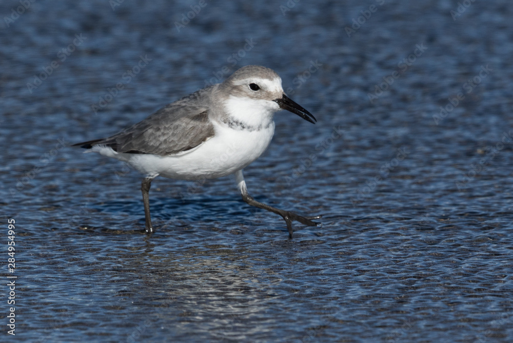 Wrybill Endemic Shorebird of New Zealand Wrybill Endemic Shorebird of New Zealand