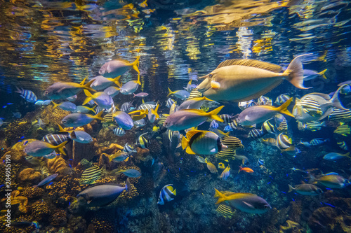 A cool Osaka aquarium, Kaiyukan