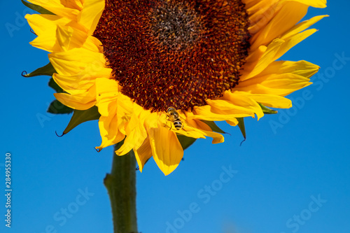 Sunflower 2 photo