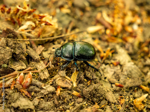 The Dung Beetle - Anoplotrupes stercorosus - closer upper view