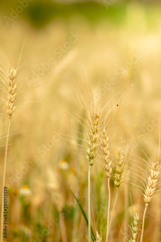 Wheat crop field. Ears of golden wheat close up. Ripening ears of wheat field background. Rich harvest Concept.