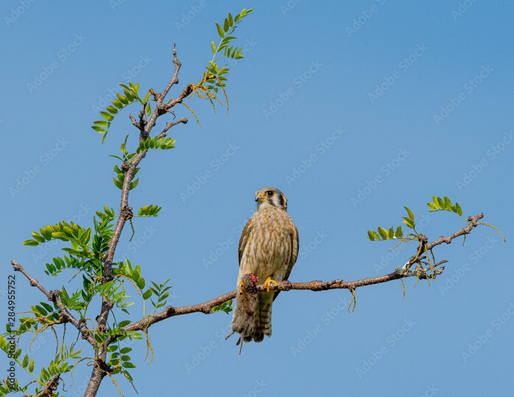 Obraz premium Female Kestrel eating prey animal on a branch