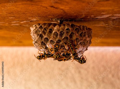 Close up of wasp nest with a few wasps(Vespula vulgaris) on its surface. One of the wasp-workers processing new material(right - standing only on hind legs).