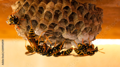 Close up of wasp nest - the wasp(Vespula vulgaris) gives new material to the wasp-worker for further processing