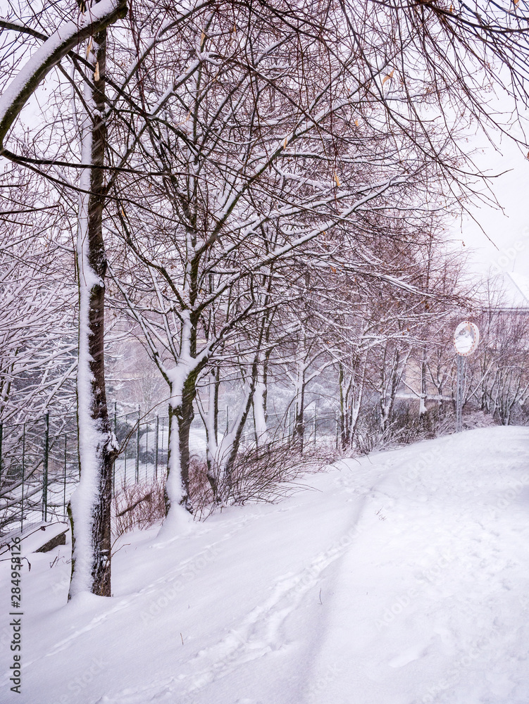 Winter scene with a walkway and trees covered with snow - - snowfall captured in motion