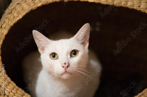 Fototapeta Gato blanco saliendo de un canasto