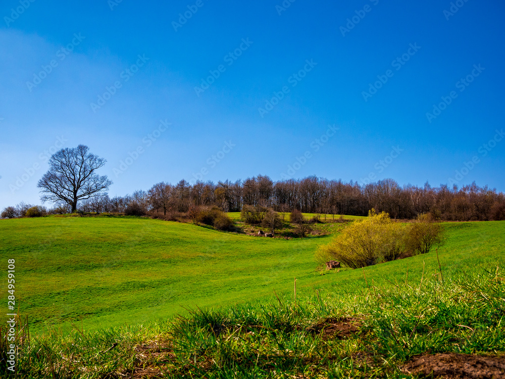 Wavy landscape with meadows, forests and big old oak tree