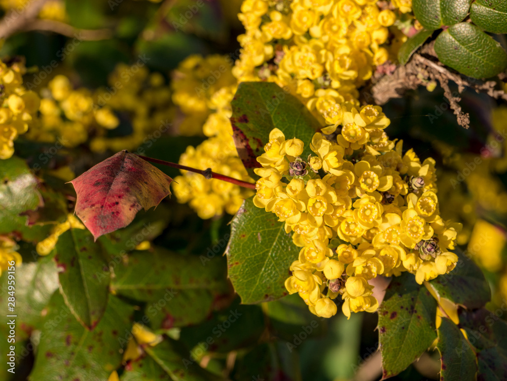 Flowering bush of barberry with prickly leaves Flowering bush of barberry with prickly leaves