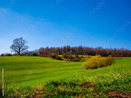 Wavy landscape with meadows  forests and big old oak tree