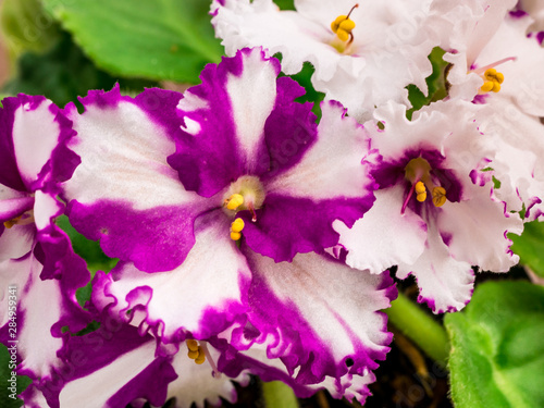 Flowering African violet (Saintpaulia) - closeup look at rare patterns on petals. Selective focus.
