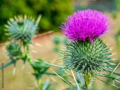Closer look at purple spiny plumeless thistle flower(Carduus Acanthoide)