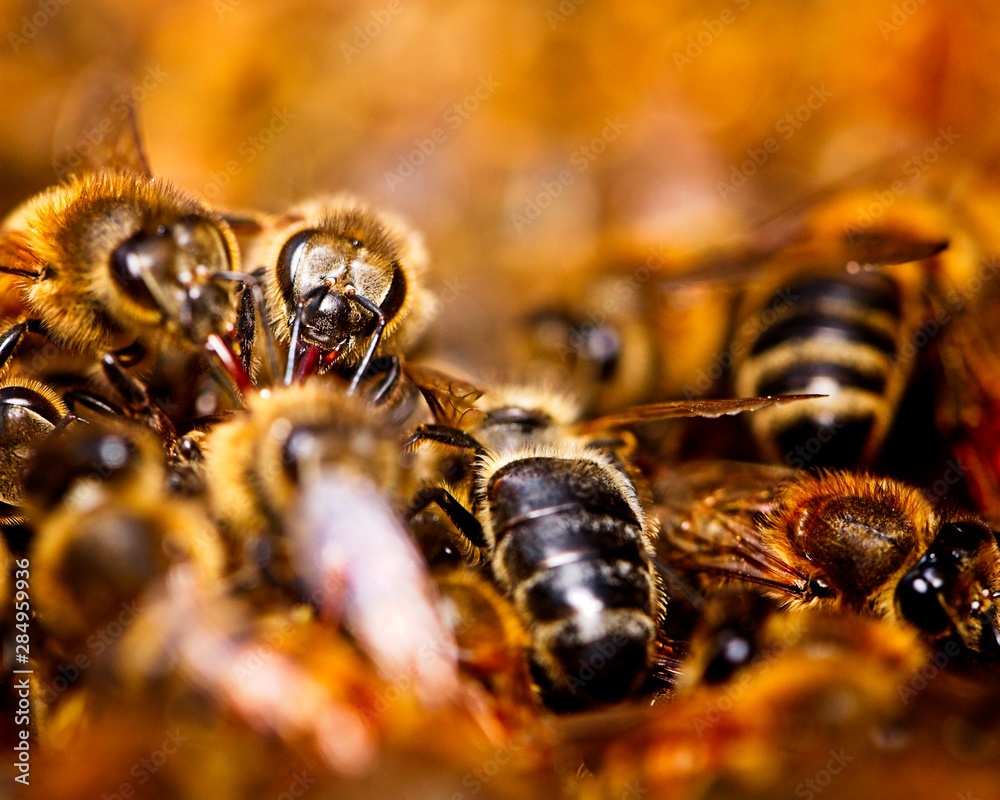 Bees in a bee colony Bees in a bee colony