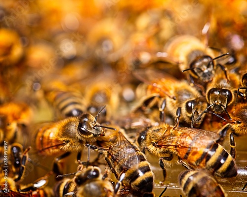 Bees in a bee colony