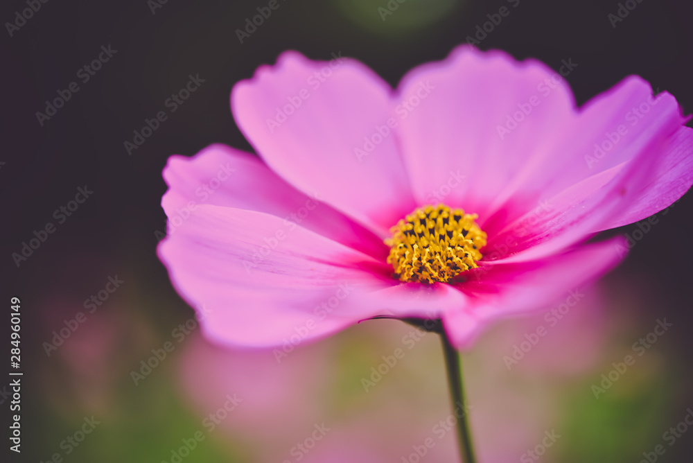 pink cosmos bloom in the garden with sky in the background.