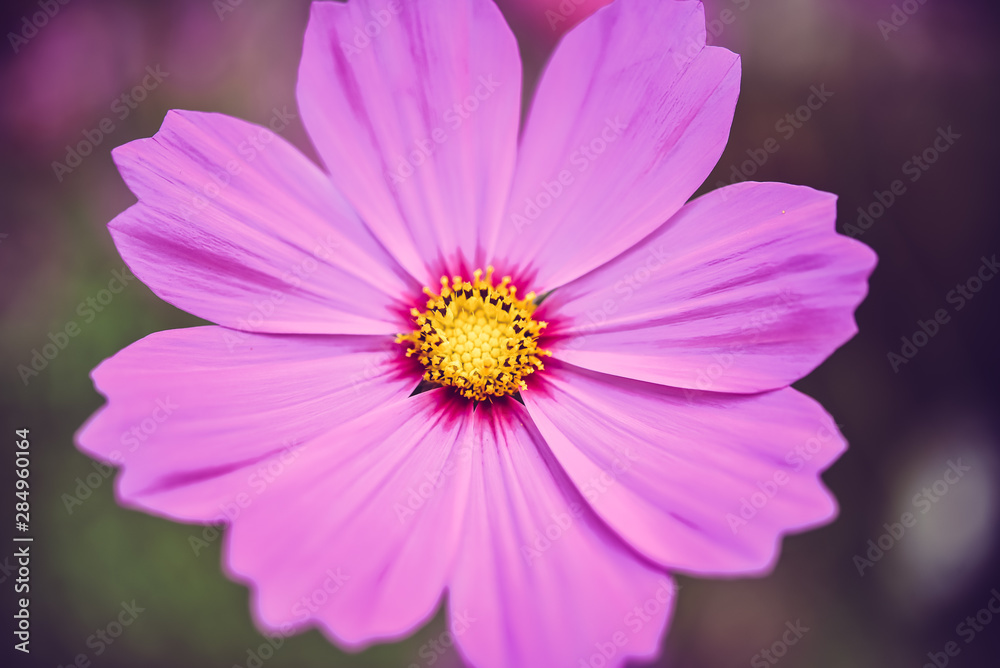 pink cosmos bloom in the garden with sky in the background.