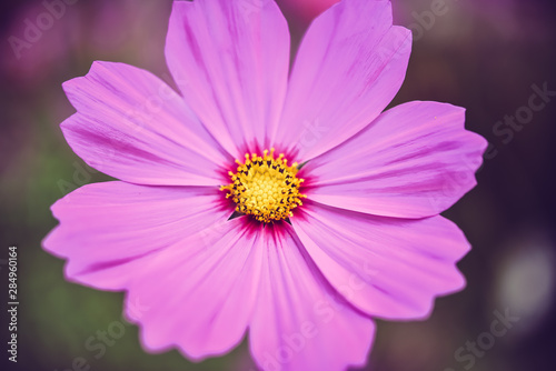 pink cosmos bloom in the garden with sky in the background.