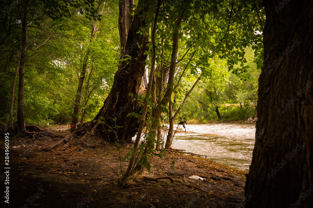 Fototapeta premium parque con arboles y rio en la ciudad