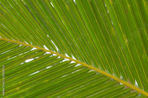 green palm leaf.  palm leaves. a tropical forest. rest under a palm tree. vacation at sea. spa relaxation