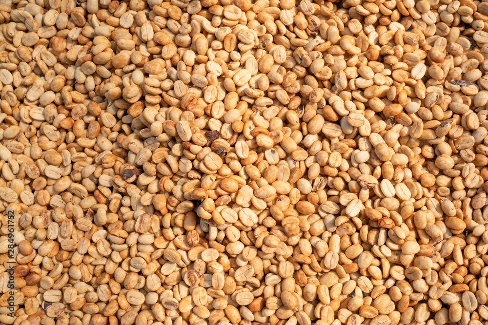 Dried coffee beans in the northern region of Thailand. Dried coffee beans in the northern region of Thailand.
