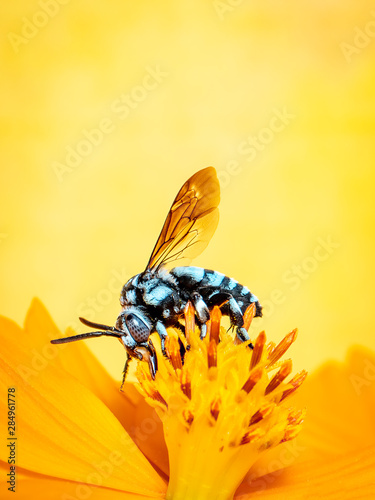 Image of neon cuckoo bee (Thyreus nitidulus) on yellow flower pollen collects nectar on yellow background with space blur background for text.. Insect. Animal. photo