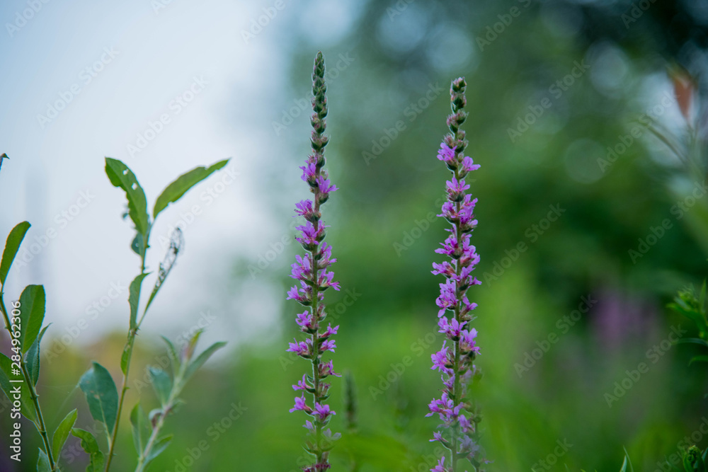 Fototapeta premium Lavender fields in Nippon, Ottawa, Canada