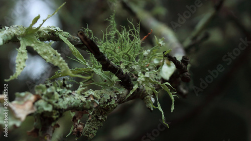 A variety of lichen competing on the same tree branch