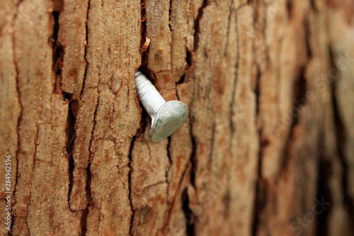 The remains of an event signage on a tree is this nail