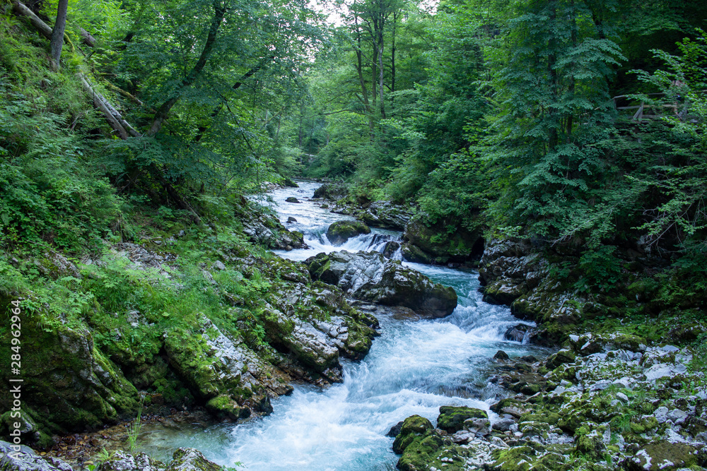 river in forest river in forest
