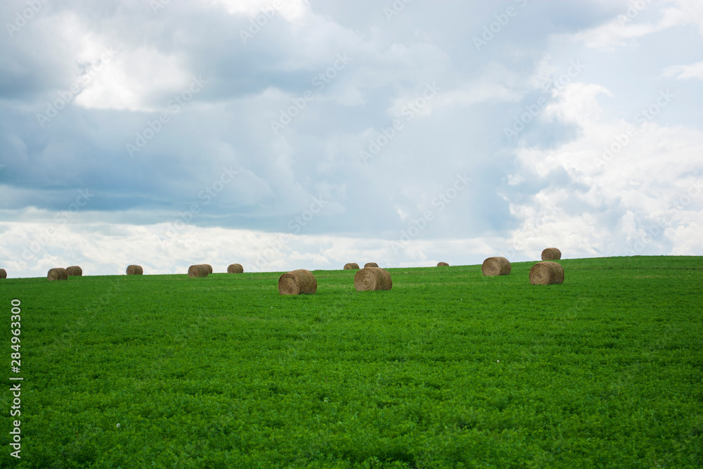 Hay bales in green hay field farm land Hay bales in green hay field farm land