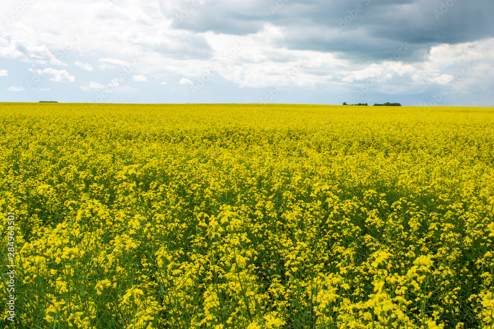 Bright yellow canola flower growing in field