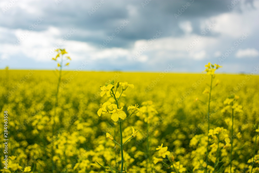 Bright yellow canola flower growing in field Bright yellow canola flower growing in field