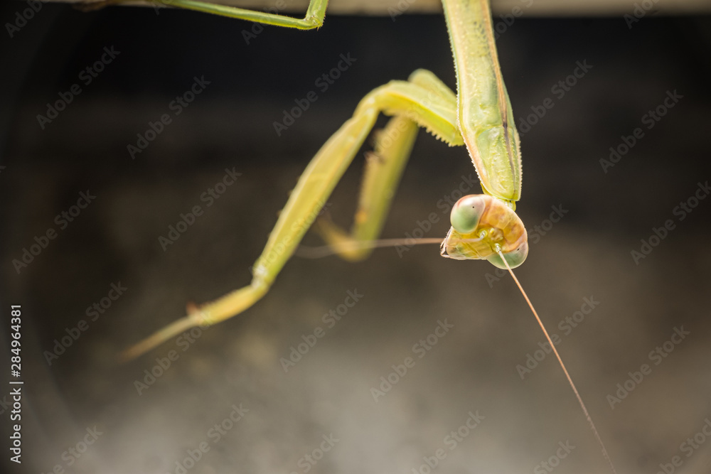 Praying mantis close-up