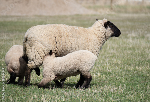 Ewe and Two Nursing Lambs photo