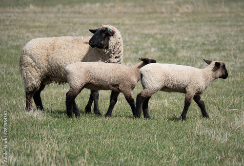 Ewe and Her Two Lambs in Grassy Field