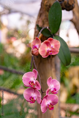 Beautiful pink orchid in garden.