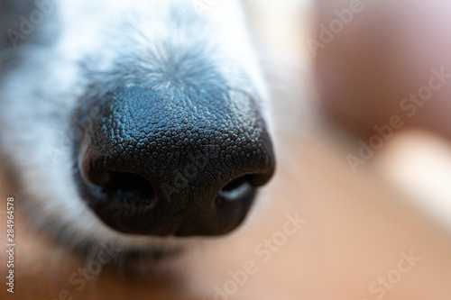 Macro view of a dog nose