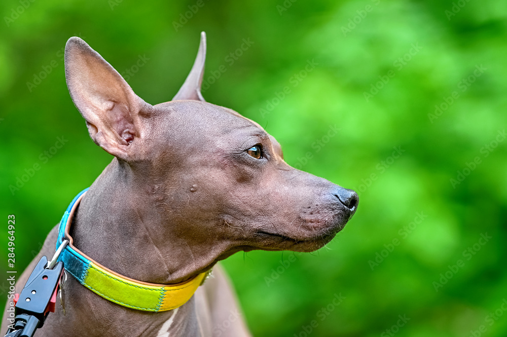 American Hairless Terriers dog profile portrait close-up with colorful collar on blurred green natural background