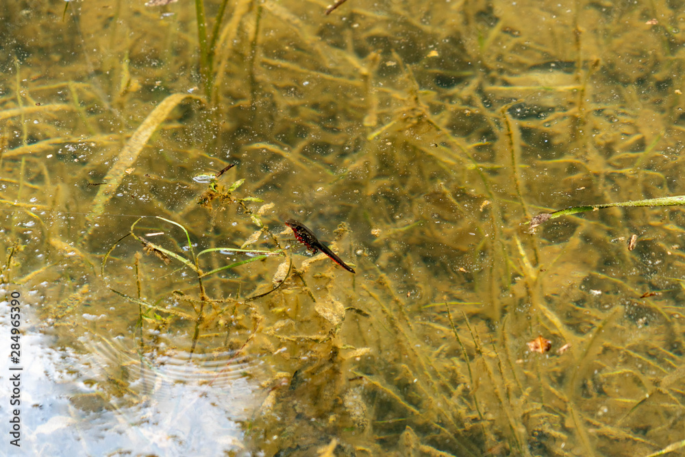 Japanese fire belly newt - Cynops pyrrhogaster - is in water Fukuoka prefecture, JAPAN.
