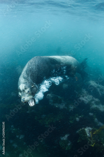 Angry Male Bull Sea Lion Attacking with Mouth Wide Open with Bubbles Underwater off Isla Coronados