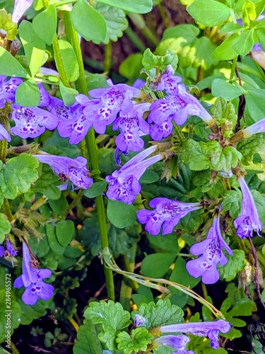 blue flowers in the garden