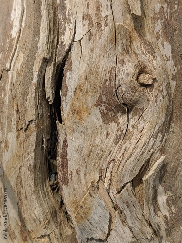 texture of wood