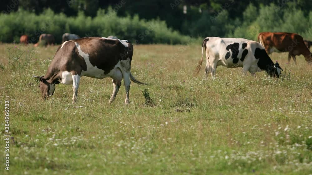 many white, black and brown animals graze on the field, cows lowered their heads eat green grass, beautiful nature, flying little birds, summer, Sunny day, slow motion, wide angle many white, black and brown animals graze on the field, cows lowered their heads eat green grass, beautiful nature, flying little birds, summer, Sunny day, slow motion, wide angle